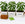 Three potted jalapeño plants with labels on a white background
