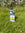 Strawberry Feed Liquid Organic Concentrate