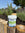 Natural Pond Algae Control Balls