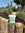 Natural Pond Algae Control Balls