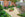 Landscaped Garden Shingle