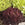 Lettuce Headed Mix