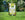 Mini Meadow Wild Flower Seed