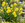 Narcissus Baby Moon Bulbs