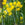 Group of yellow daffodils with green leaves in a garden setting