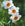 Three white flowers with orange centers in a natural setting