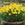 Potted plant with bright yellow flowers and green leaves