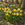 Narcissus Tete a Tete Bulbs