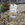 Two bottles of Earth Cycle Natural Citrus Cleaner on a gravel surface with a wooden fence in the background.