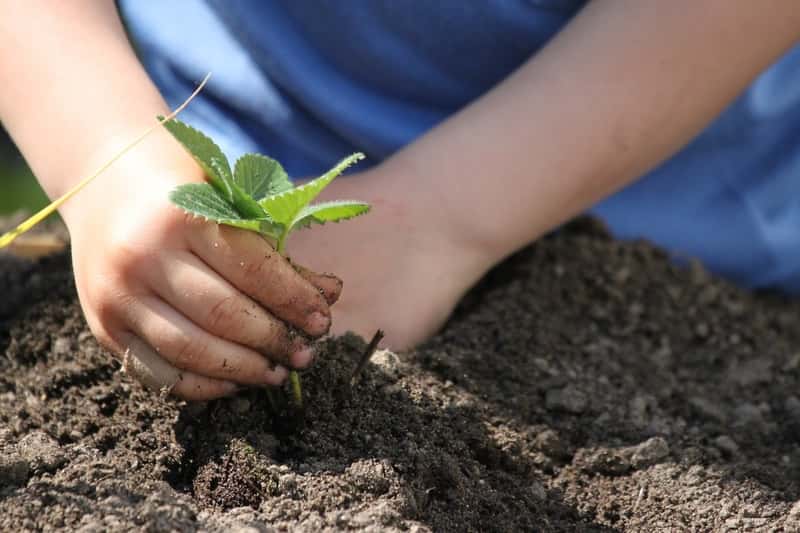 Person planting a small plant in soil