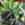Pak Choi Colour