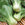 PakChoi