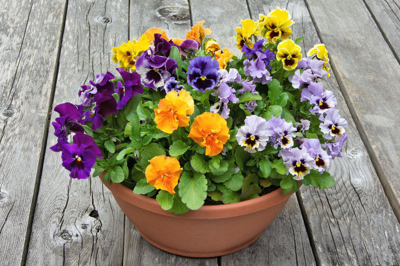 Potted plant with multicolored flowers on a wooden surface