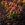 Pansies with mulch in autumn flower bed