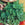 Parsley Giant of Italy