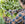 Pedigree Power Secateurs