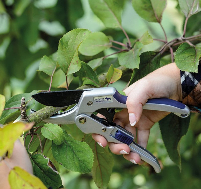 Hand holding a pair of garden shears among green leaves
