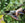 Pedigree Power Secateurs