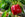 Vegetable Soil
