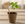 plant label
