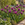 Tulip Purple Dream Bulbs