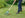 rake