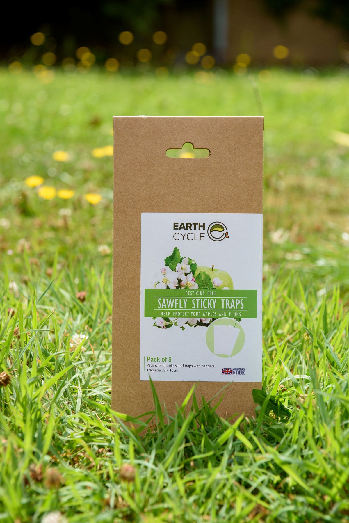 sawfly traps