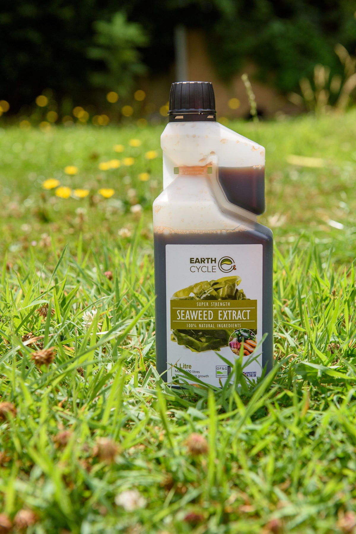 seaweed extract