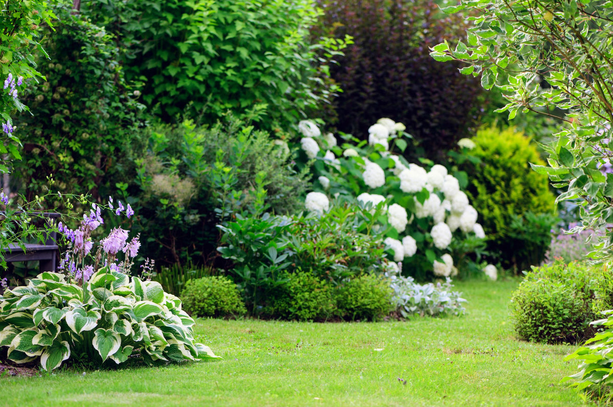 Lush garden with various shrubs and flowers on a sunny day