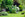 Tree & Shrub Soil