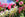 White daffodils and pink tulips in a garden with a blue sky.