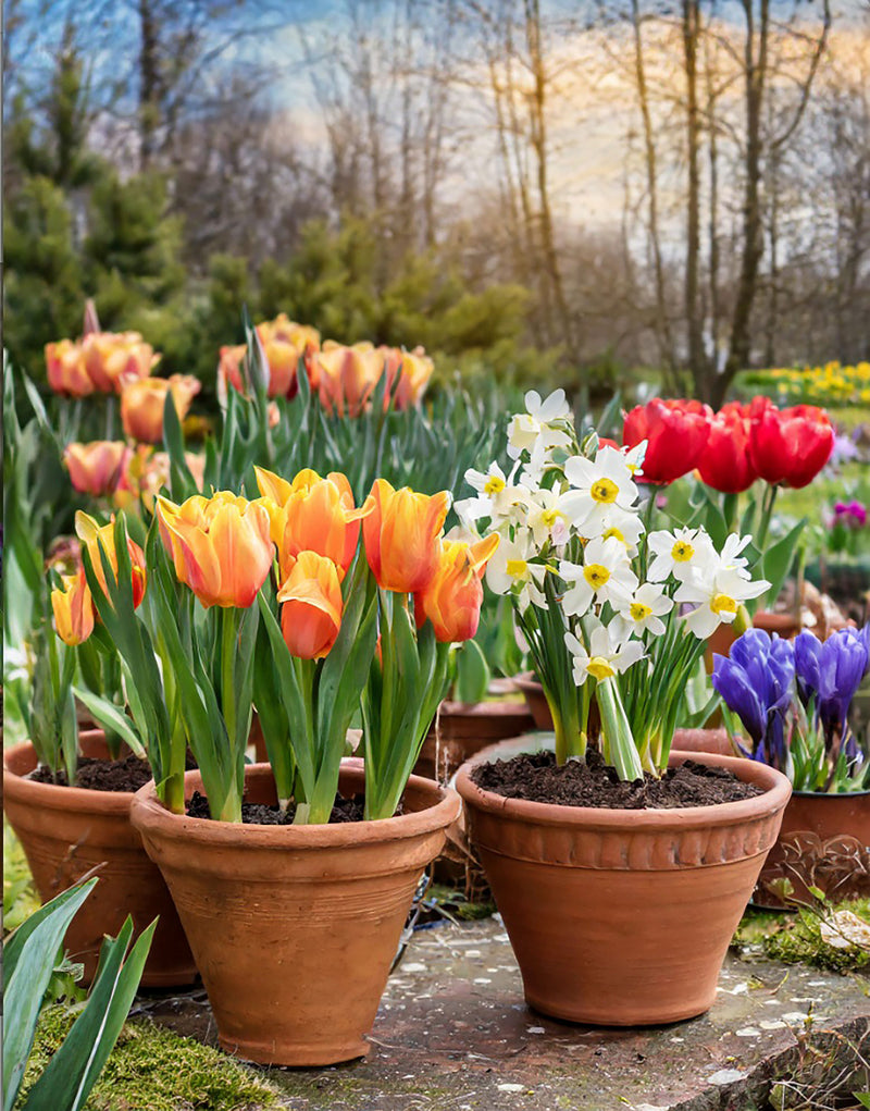 Potted tulips and daffodils in a garden setting with a blurred background