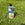 Bottle of strawberry feed on grass with flowers