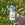 Hand holding a bottle of strawberry feed  labeled 'Earth Cycle' in a field with white flowers.