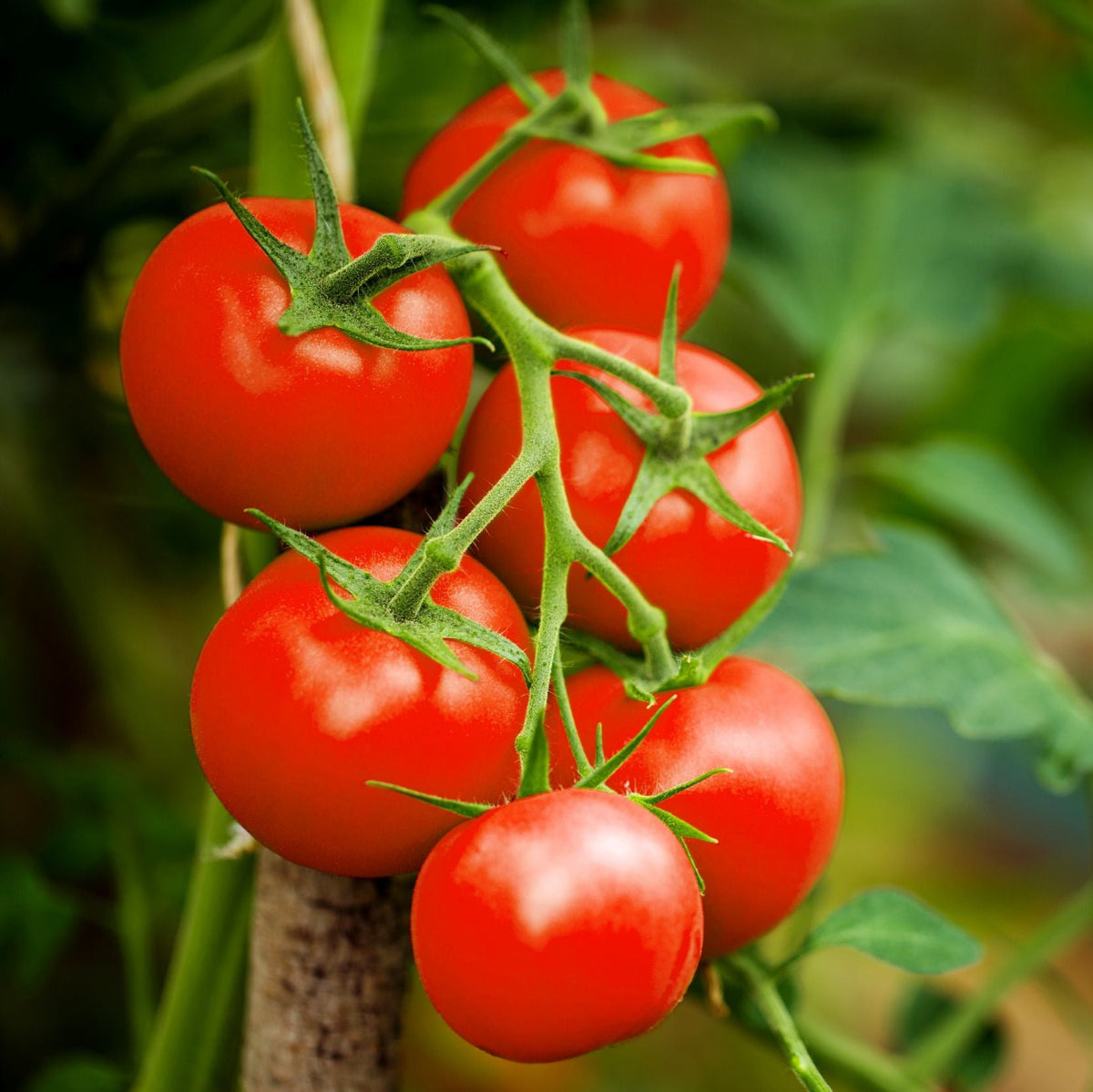 Tomatoes on vine