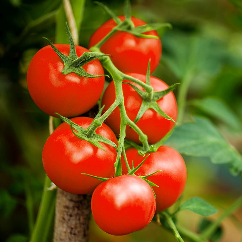 Tomatoes on vine