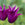 Close-up of a purple tulip with a blurred green background