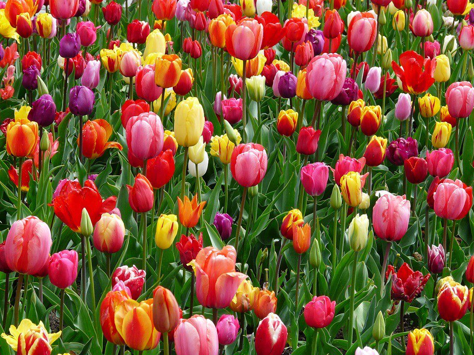 Multicolored tulips in a field