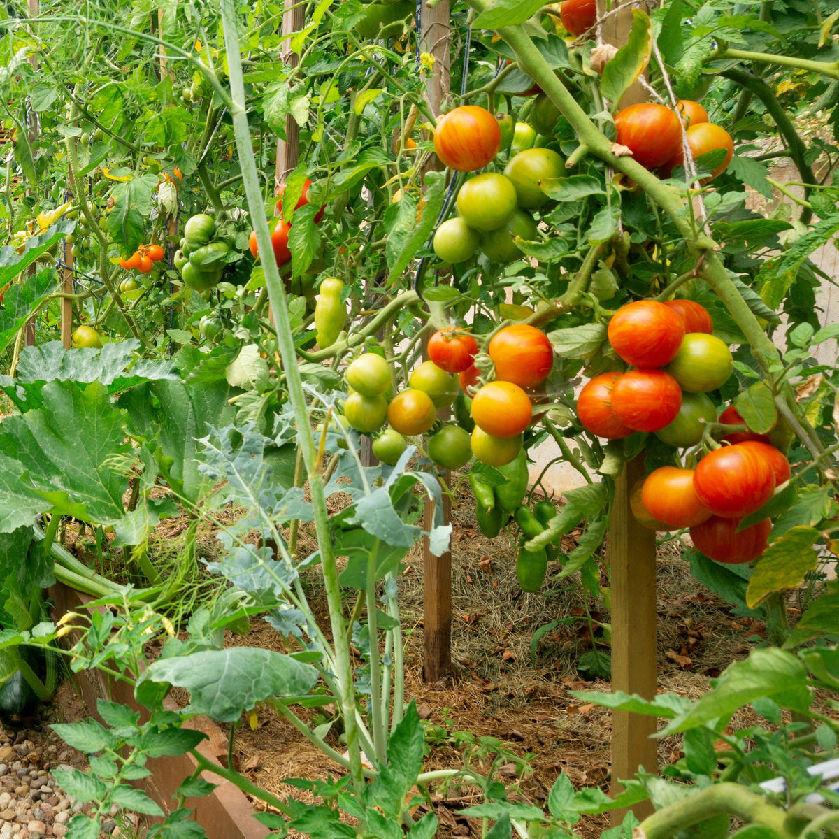 Garden with green plants and tomatoes growing on a sunny day