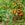 Garden with green plants and tomatoes growing on a sunny day