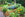 Vegetable Garden