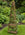 Willow garden obelisk with climbing plants
