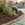 A frosty garden bed with dark brown wood mulch, various green and brown shrubs, and a stone edging next to a frost-covered lawn.