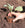 Wood Fibre Pots 8cm Pack 48