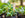 wooden plant labels
