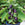Purple baby jack aubergines growing in a pot.