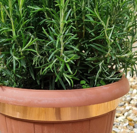 Potted plant with green leaves in a terracotta pot on a pebble surface