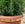 Potted plant with green leaves in a terracotta pot on a pebble surface