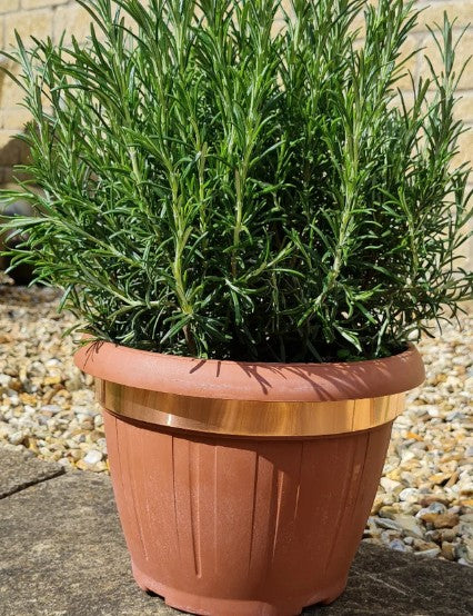 Potted plant with green leaves in a terracotta pot on a stone surface.