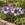 Crocus Cool Blues Mixed Flower Bulbs